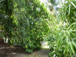 #M115 - Casa para Temporada em Camaçari - BA - 3